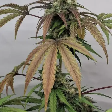 Big Blooming Alien 👽 💯