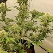 Fastbuds Mendo Guava by Paul_on.