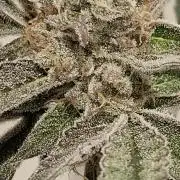 5 of the best, from @Barneys Farm