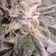 5 of the best, from @Barneys Farm