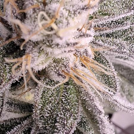 5 of the best, from @Barneys Farm