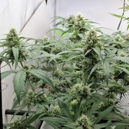 Banana Fumes OSS