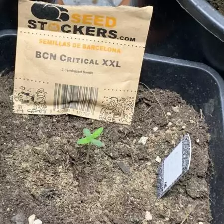 Bcn critical xxl by seed stockers 