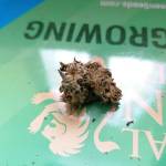 GREEN GELATO AUTO DI ROYAL QUEEN SEEDS 