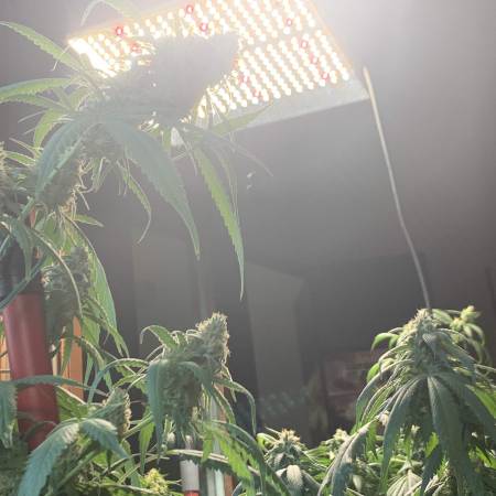 Master Kush by Amsterdam Marijuana Seeds