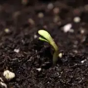 Doubletime 33 autoflower