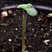 Doubletime 33 autoflower