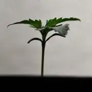 Doubletime 33 autoflower