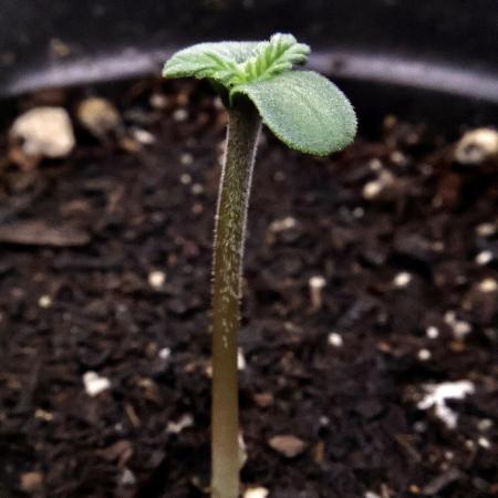 Doubletime 33 autoflower