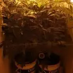 Sensi Seed Dwc