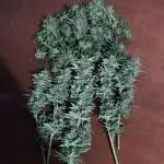 RUNTZ AUTO (ZAMNESIA SEEDS)