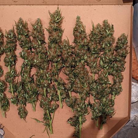 Gorilla glue auto FastBuds