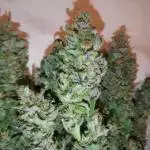 Six Shooter Fast Buds (auto)