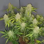 AutoCinderella Jack - Sanlight