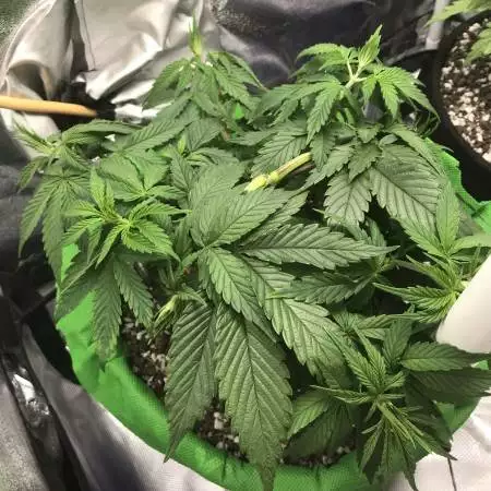 SB's Hobby Tent 01-2006 NIRVANA Seeds