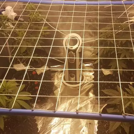 First scrog