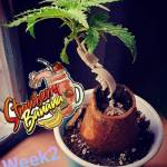 StrawberryBanana Cup Fastbuds 