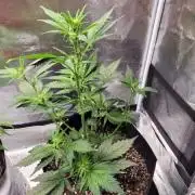 AUTO time pt.deux ( DUTCH PASSION)