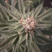 Bubblegum Gelato
