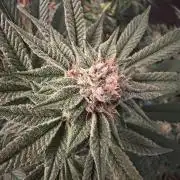 Bubblegum Gelato