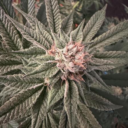 Bubblegum Gelato