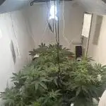 Apple Fritter Barney’s Farm