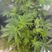 Wizard Trees 🧙‍♀️