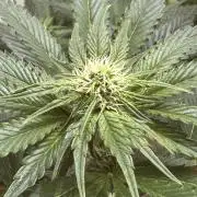 Apple Fritter Barney’s Farm