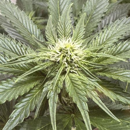 Apple Fritter Barney’s Farm