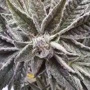 Wizard Trees 🧙‍♀️