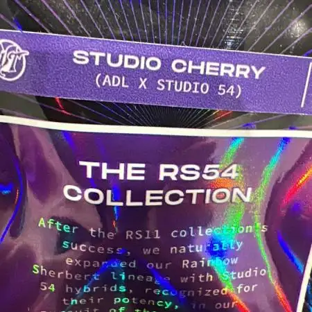 Wizard Trees 🧙‍♀️