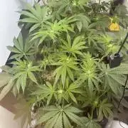 Wizard Trees 🧙‍♀️