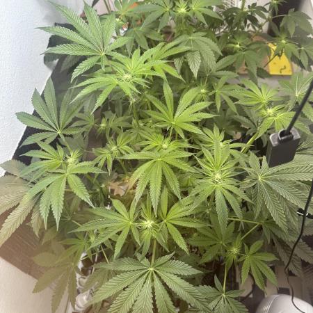 Wizard Trees 🧙‍♀️