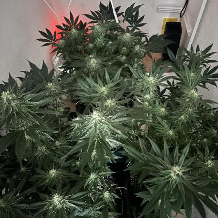 Apple Fritter Barney’s Farm