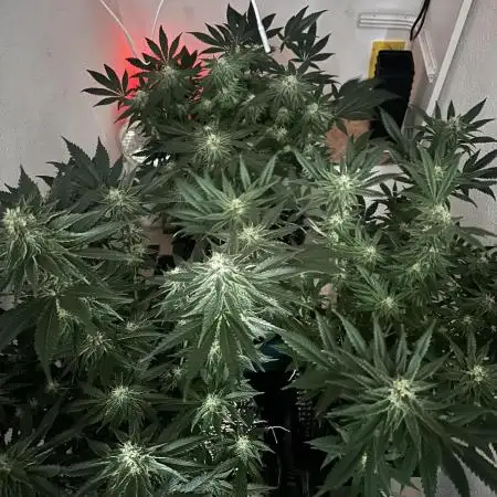 Apple Fritter Barney’s Farm