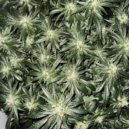 Apple Fritter Barney’s Farm