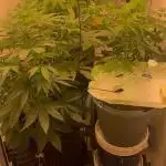 Apple Fritter Barney’s Farm