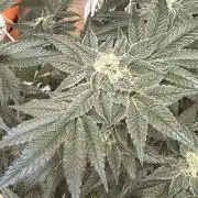 Apple Fritter Barney’s Farm