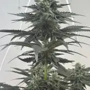 Apple Fritter Barney’s Farm