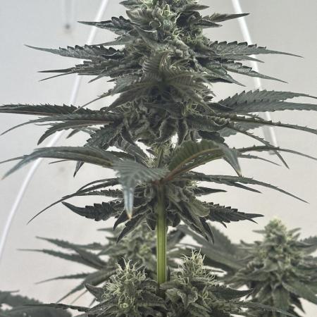 Apple Fritter Barney’s Farm