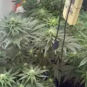 Apple Fritter Barney’s Farm