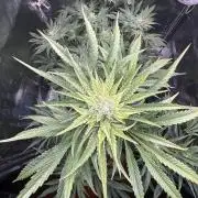 Doja Lemongrass Gas