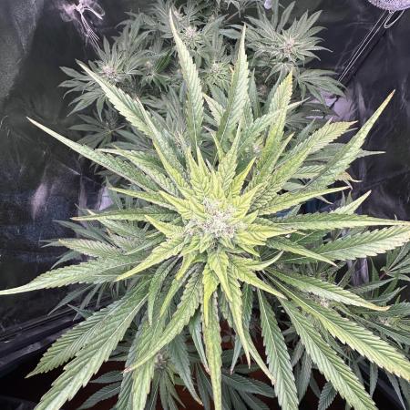 Doja Lemongrass Gas