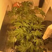 Wizard Trees 🧙‍♀️