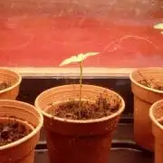 *GORILLA BOMB* 2nd Grow