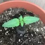 50€ microgrow