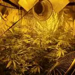 Jack herer