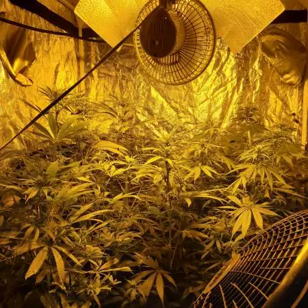 Jack herer