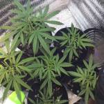 Mindanao, PH sativa landrace