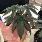 Banana Buster by Pistol Positive
